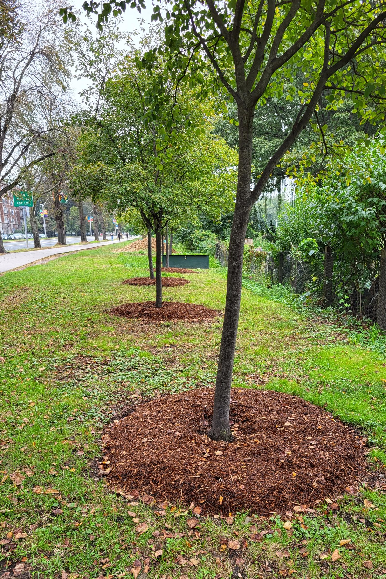 A line of trees extends backward in the middle of the frame. All trees have excellent examples of correct mulching. The grass and leaves are bright green.
