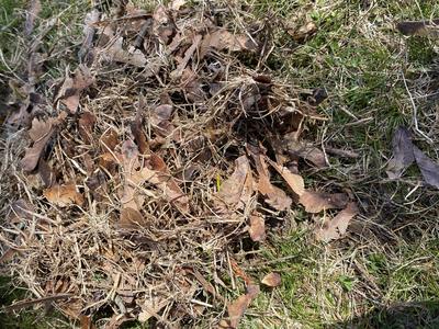 Dry grass to build a nest