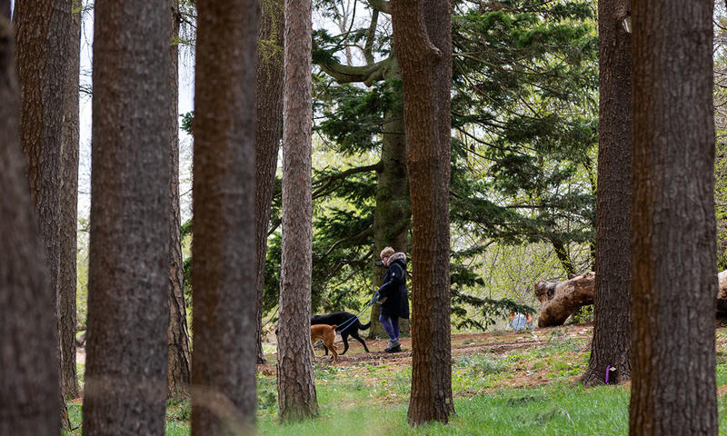 Trees in the City of Boston