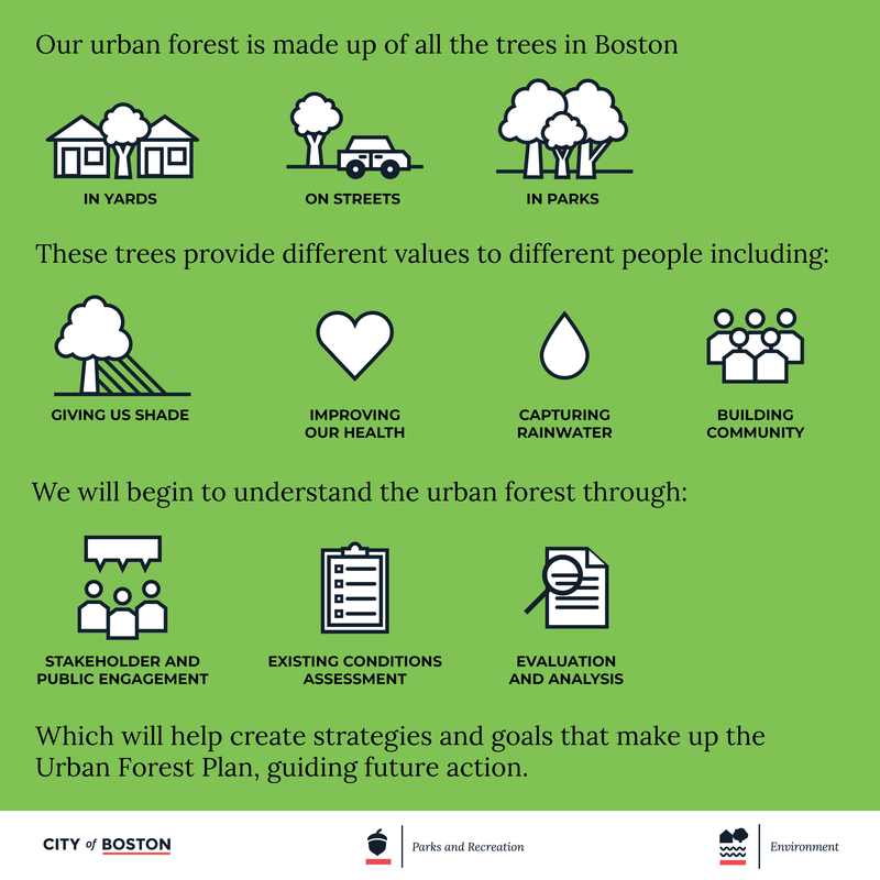 About the Urban Forest Plan