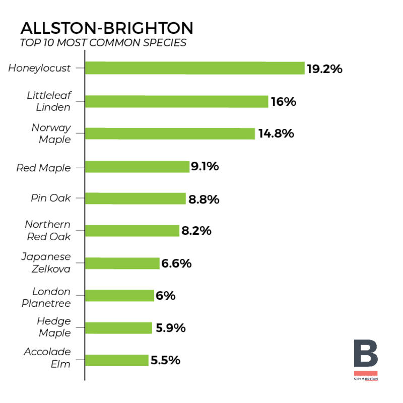 Tree Inventory - Allston (Bar Graph) 