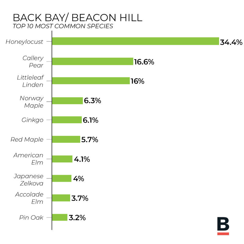 Tree Inventory - Back Bay/ Beacon Hill (Bar Graph) 