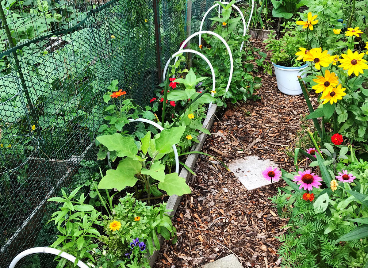 Shabani - 3rd Place Vegetable