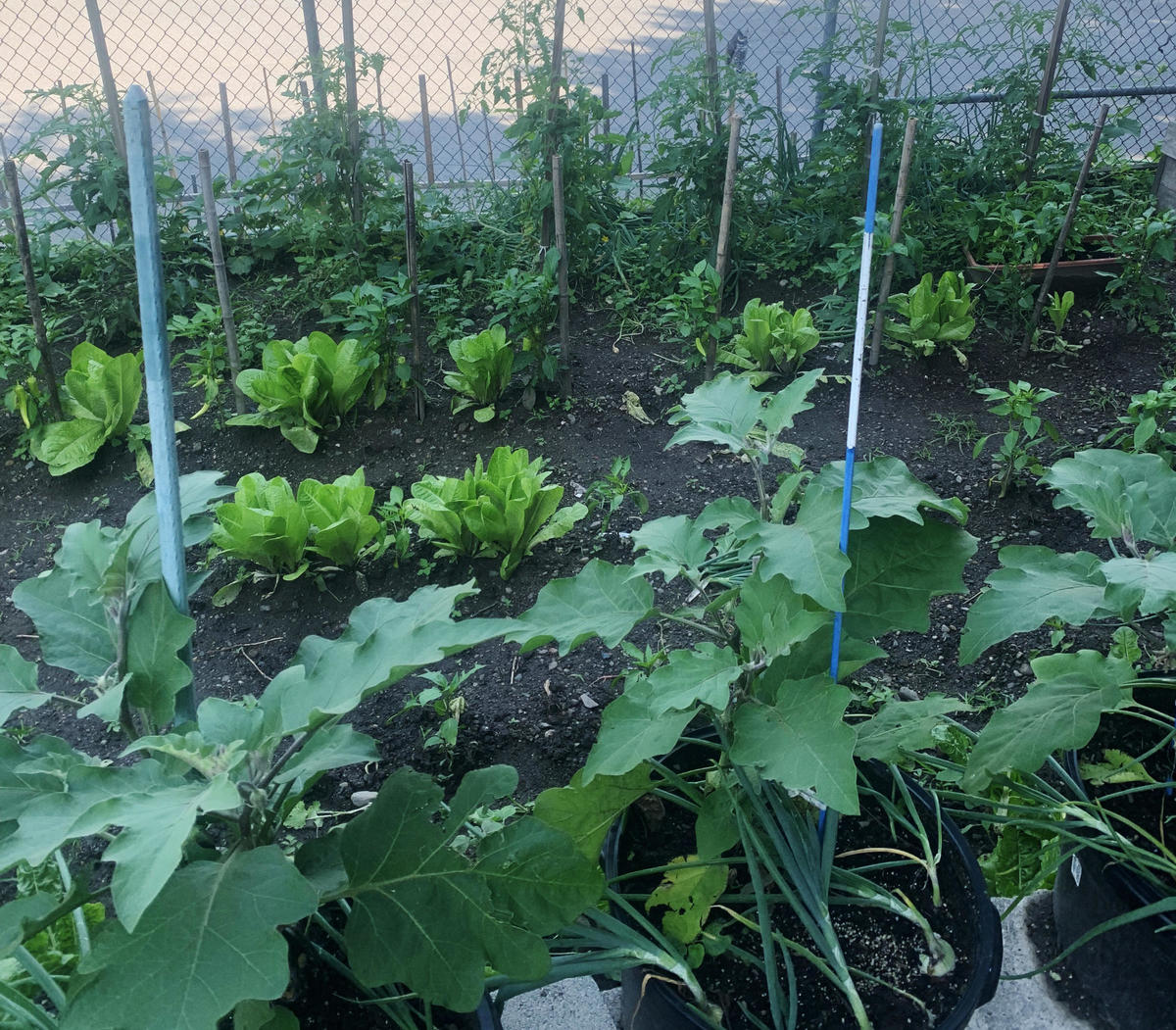 Cerro - 2nd Place Vegetable