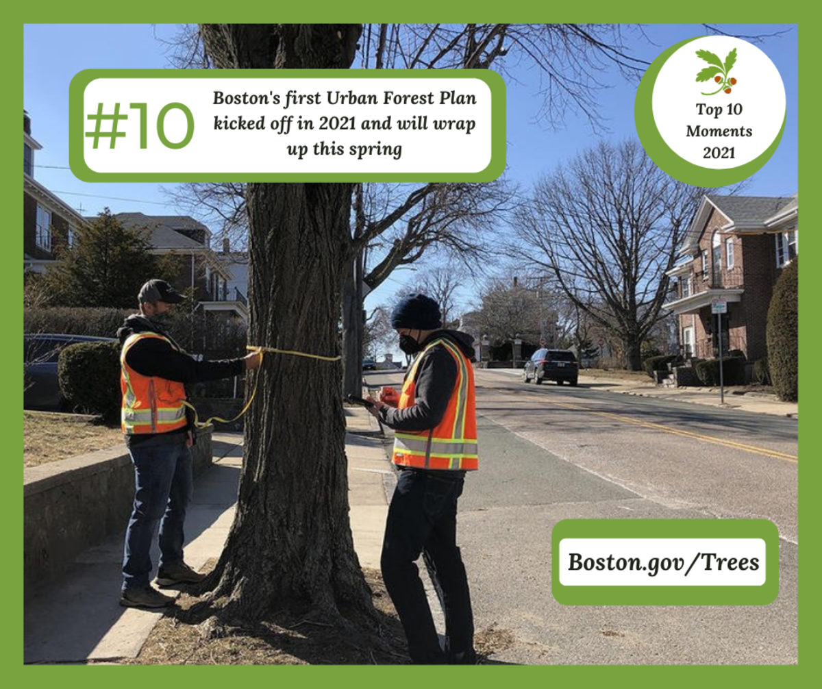 Urban Forest Plan - measuring trees.