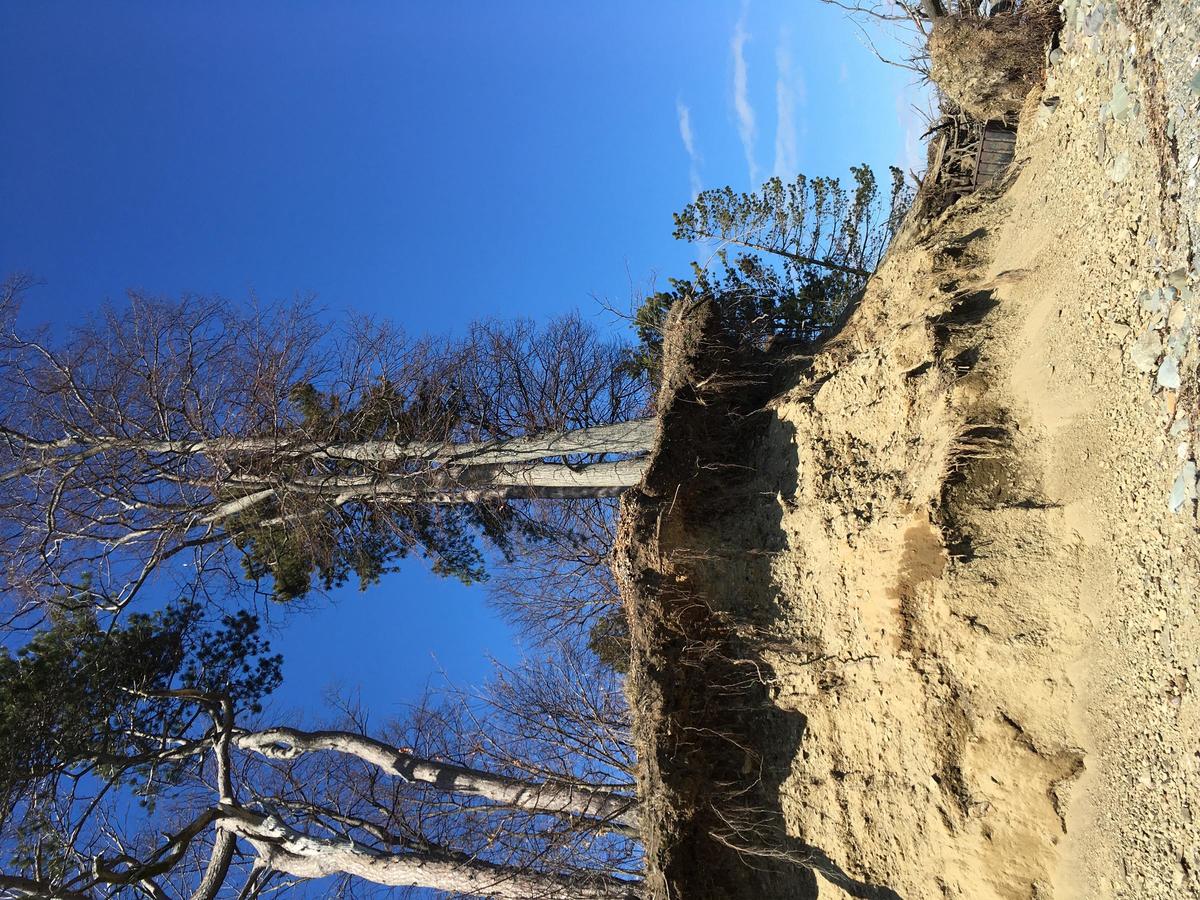 image of eroding bluff with a tree on top