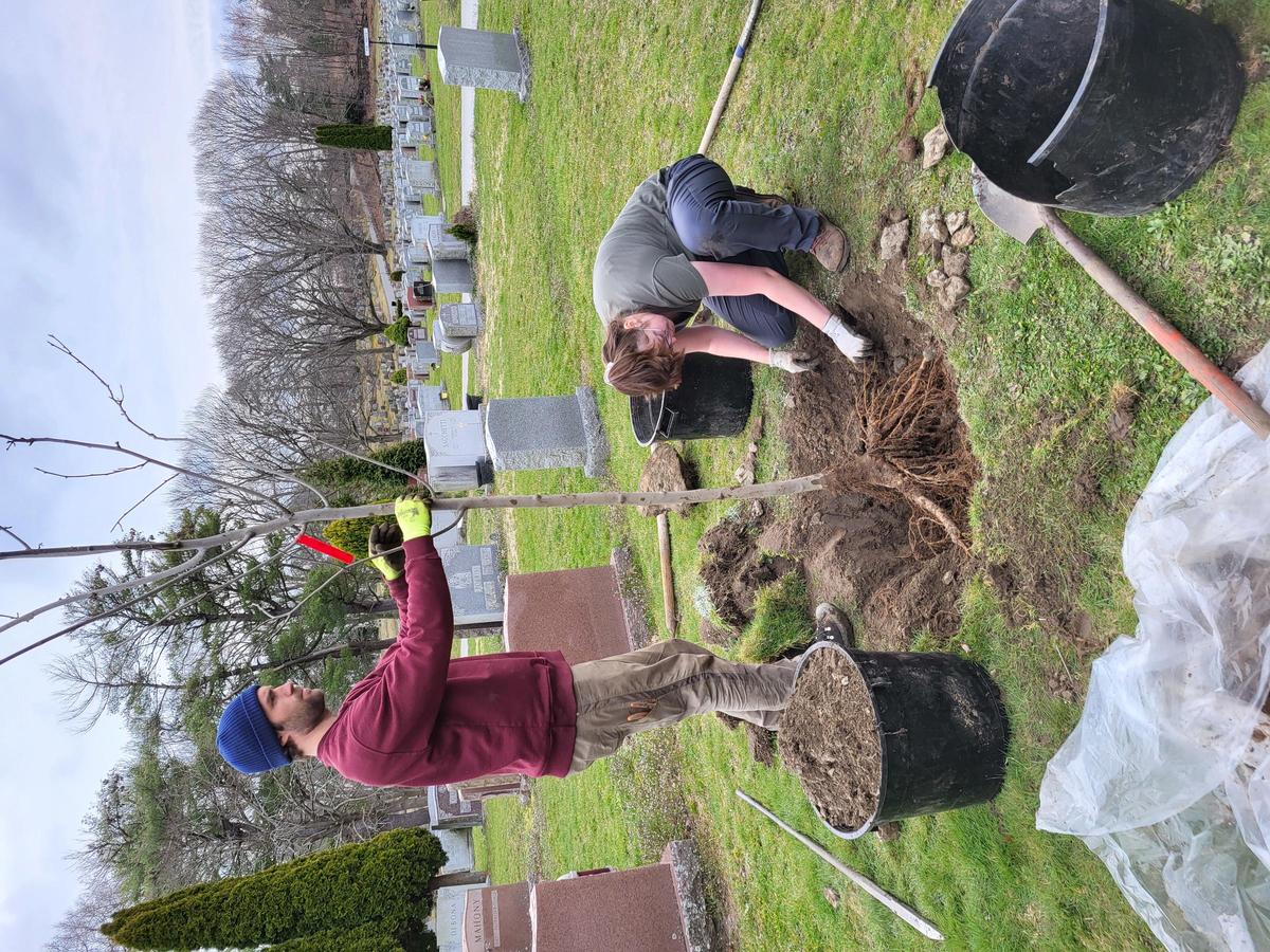 Two arborists hard at work planting a bare-root tree in a cemetery.