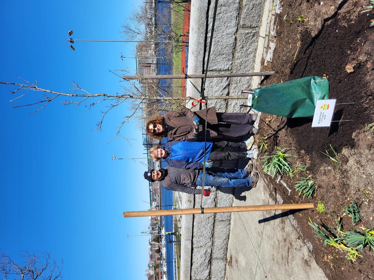 Urban Forestry Division has Banner Season for Street Tree Planting ...