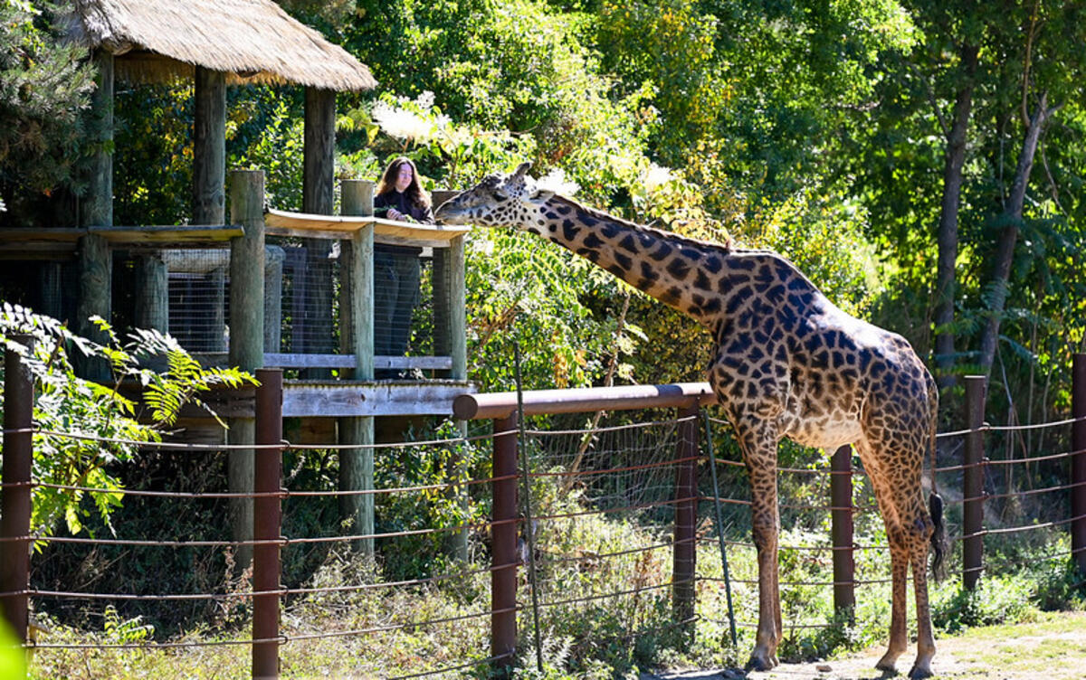 Photograph of BPS Sundays at Franklin Park Zoo in 2024