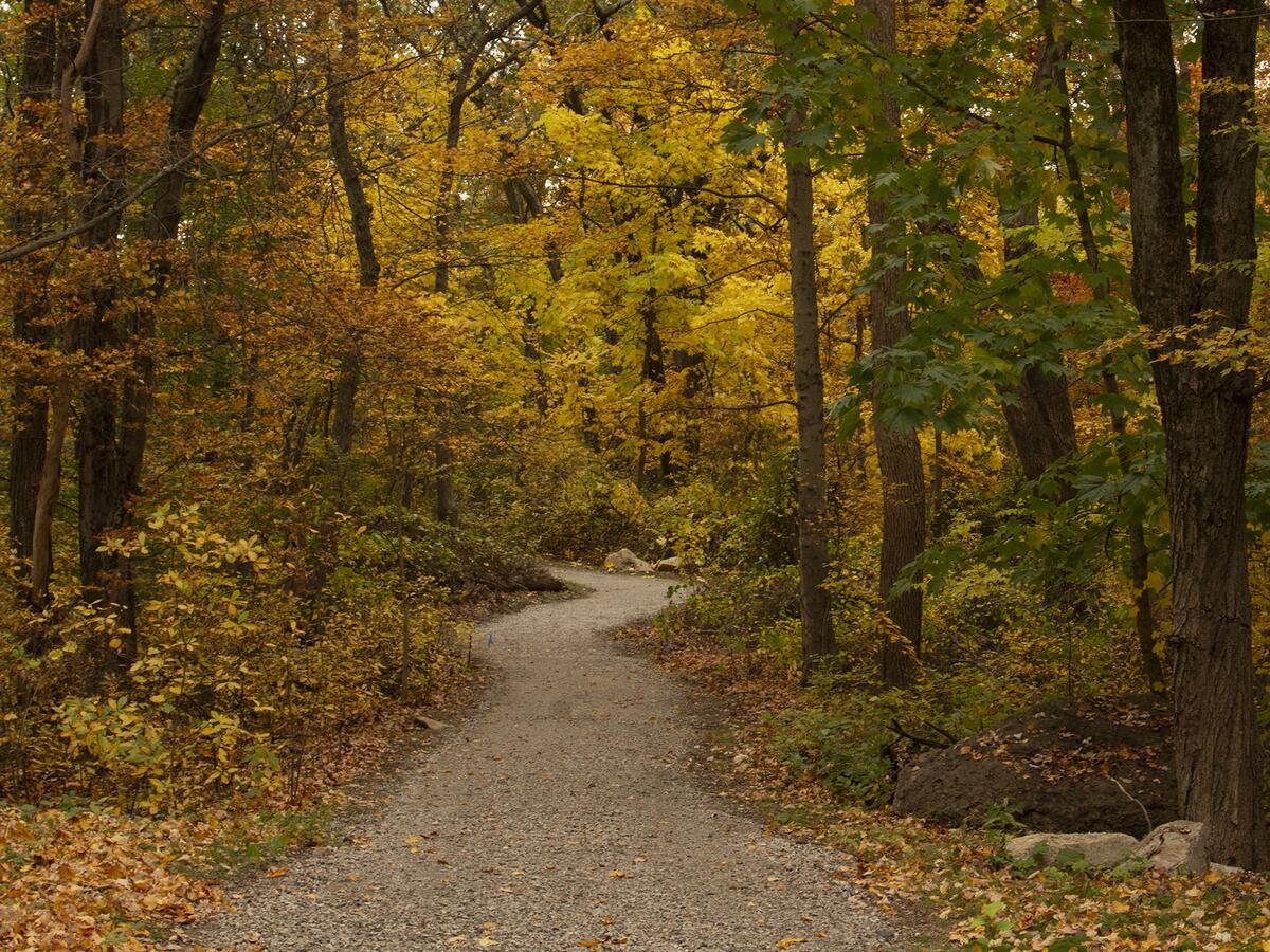 Mattahunt Woods by Lisa McCarty