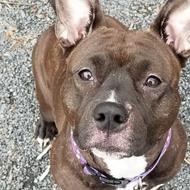 Image for stormie, a 4 year old pit bull terrier