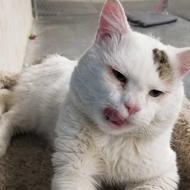 Image for mr tuff, a domestic medium hair cat
