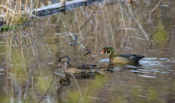 Ducks in the Roslindale Wetlands